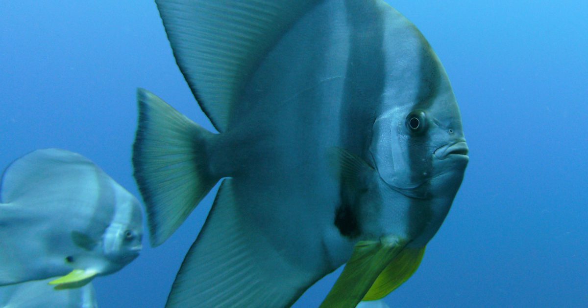 Fledermausfische bei Shark Island Tauchplatz