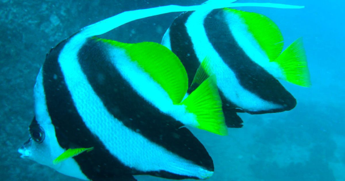 Gemeiner Wimpelfisch bei Twins Tauchplatz